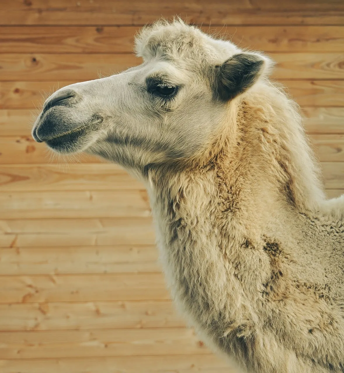 Majestic White Camel Profile: Desert Icon Against Wood