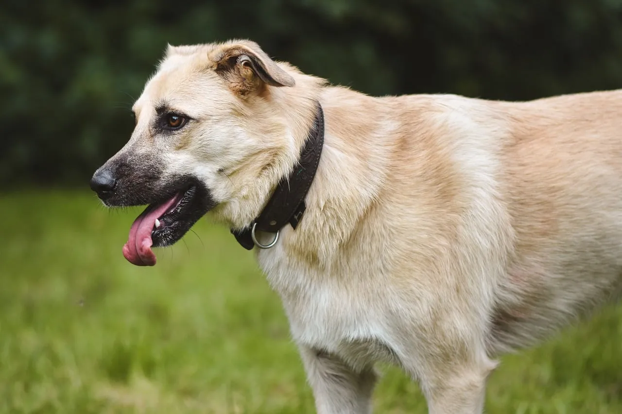 Loyal Labrador Retriever Enjoying Outdoor Summer Day