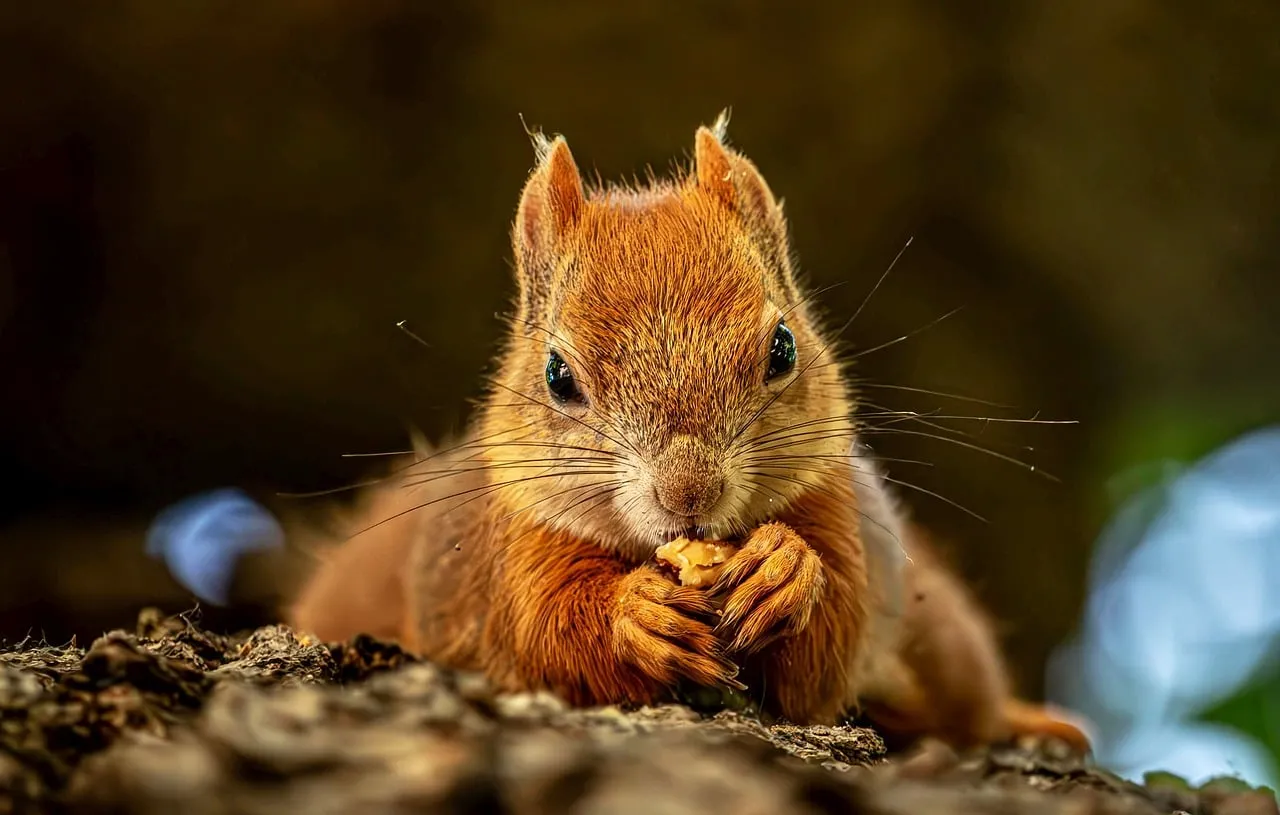 Charming Red Squirrel: A Cozy Woodland Snack