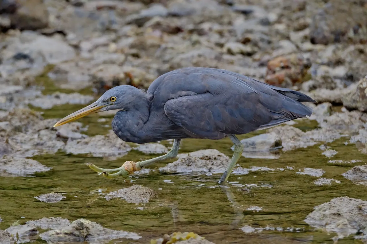 Graceful Heron Foraging in Serene Coastal Waters
