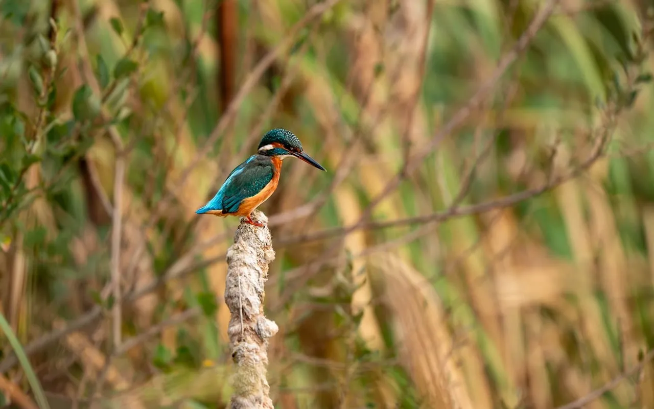 Vibrant Kingfisher Perched: A Glimpse of Nature's Beauty
