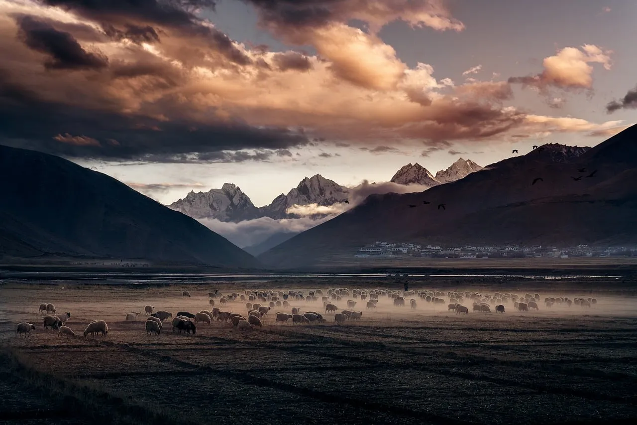Breathtaking Sunset over Alpine Pastures: Sheep and Misty Mountains