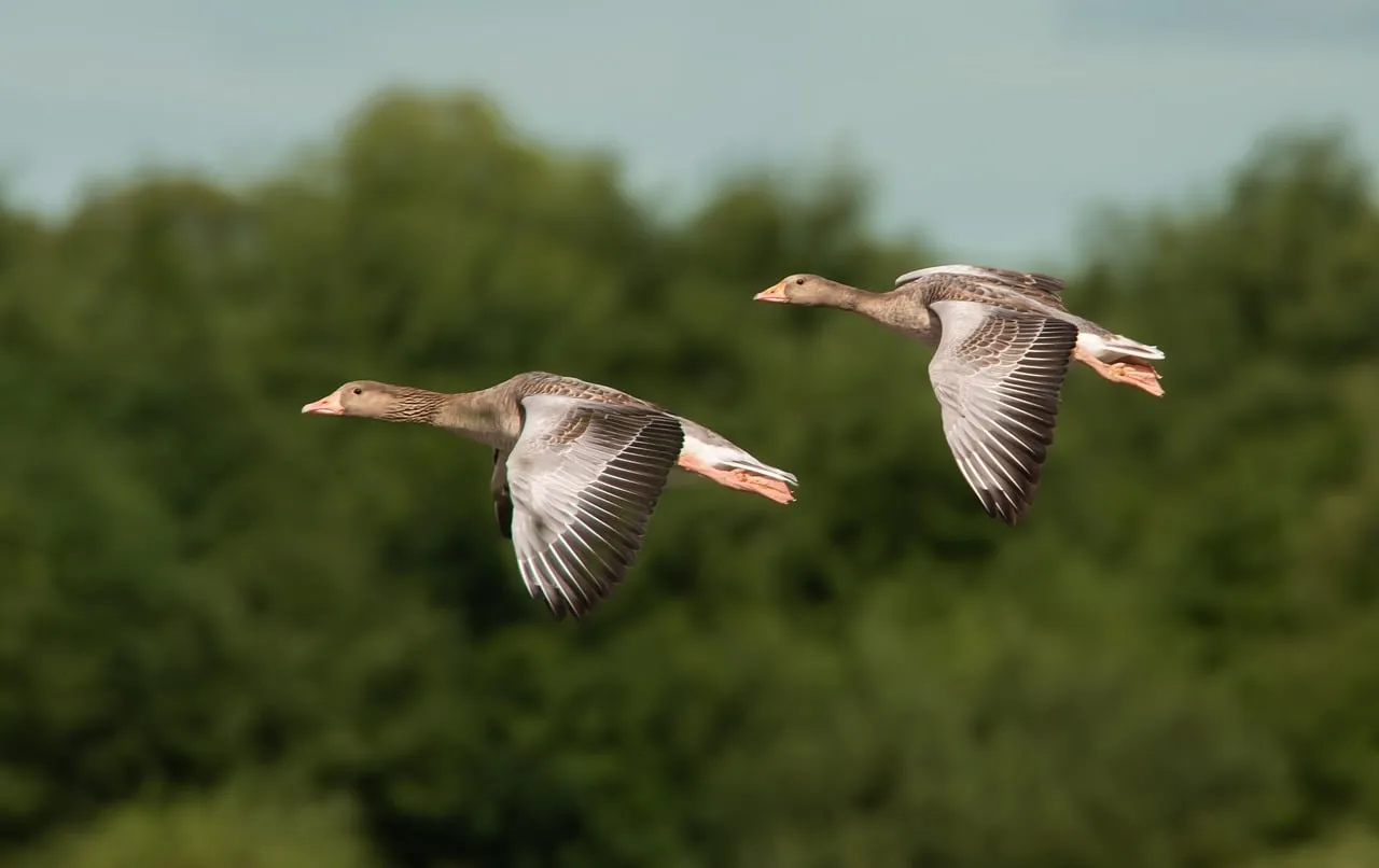 Graceful Geese in Flight: Nature's Aerial Ballet