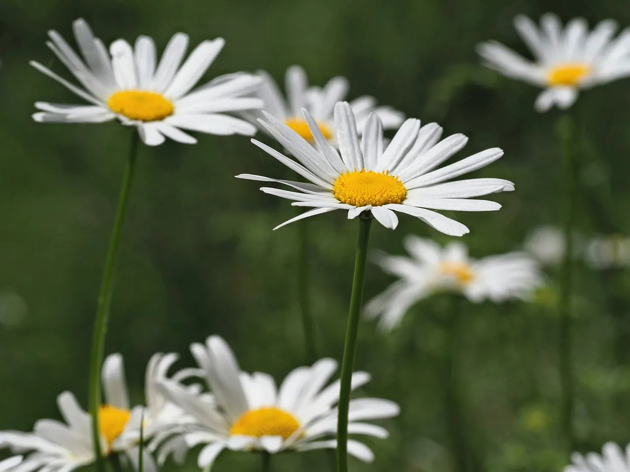 Stunning Daisy Field: White Wildflowers in Summer Bloom