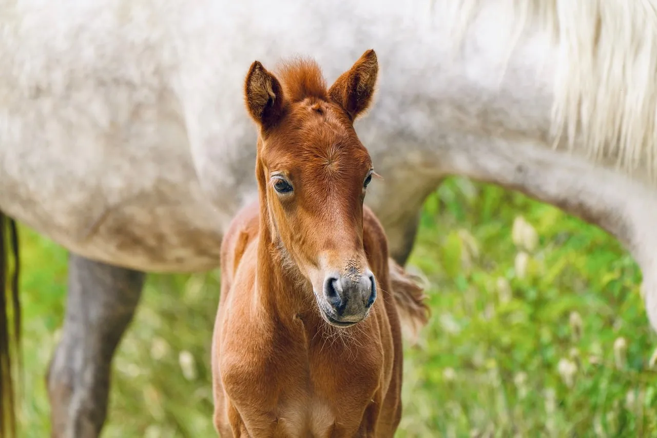 Adorable Foal Portrait: Young Horse in Meadow