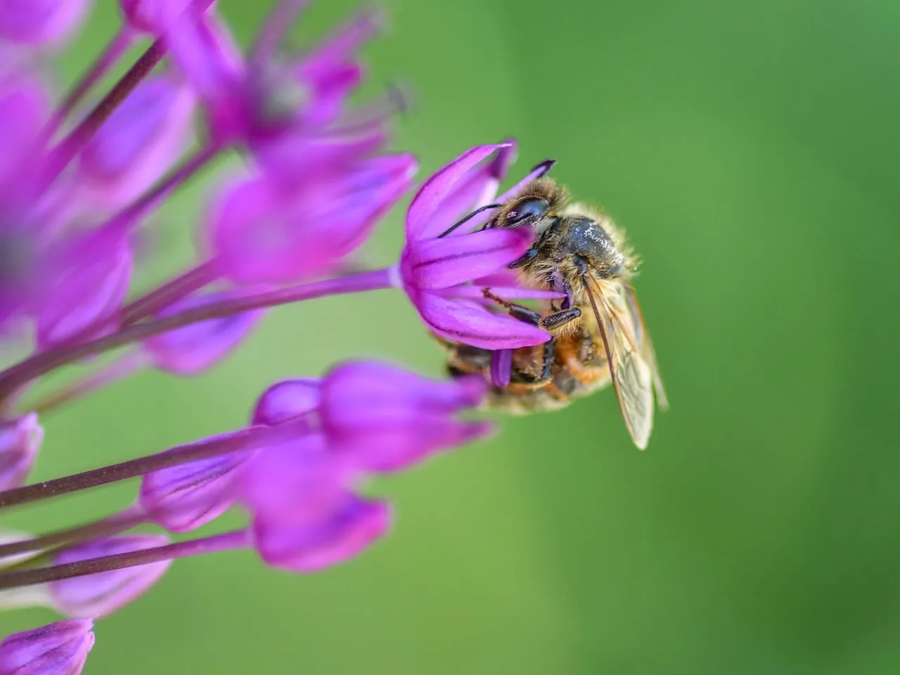 Vibrant Macro: Busy Bee Pollinating Purple Bloom