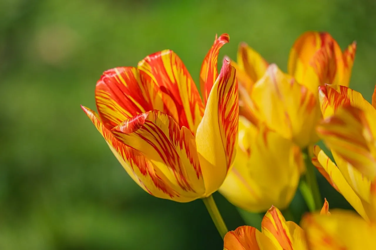 Vibrant Striped Tulips: A Symphony of Spring Colors