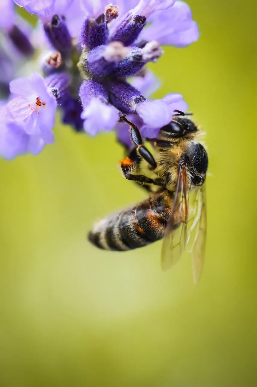 Vibrant Macro: Honeybee Foraging on Lavender in Spring