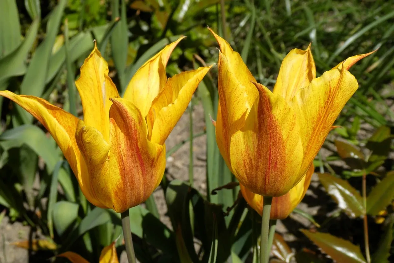 Vibrant Yellow Tulips: A Spring Garden's Warm Embrace
