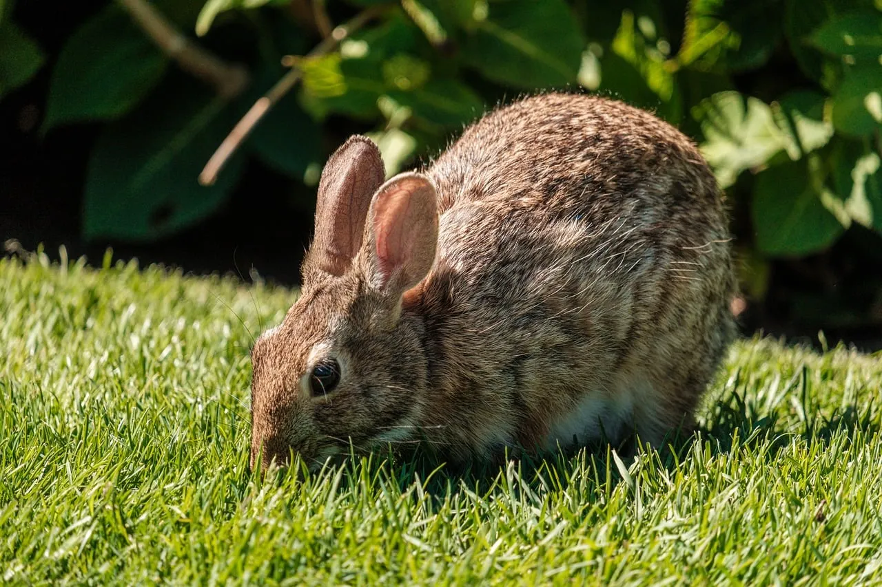 Charming Wild Rabbit Foraging in Lush Greenery