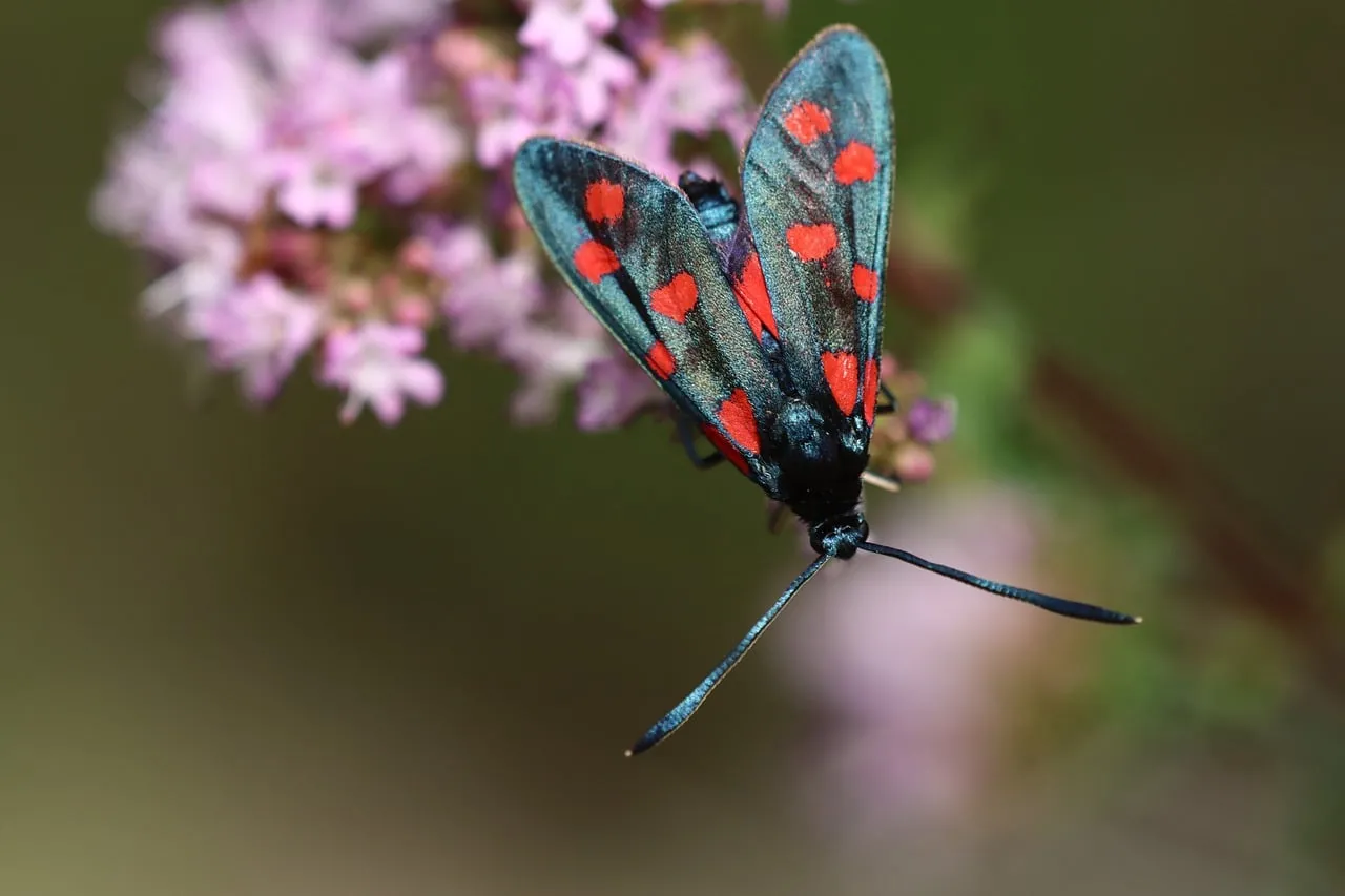Vibrant Burnet Moth: A Macro Masterpiece on Purple Blooms