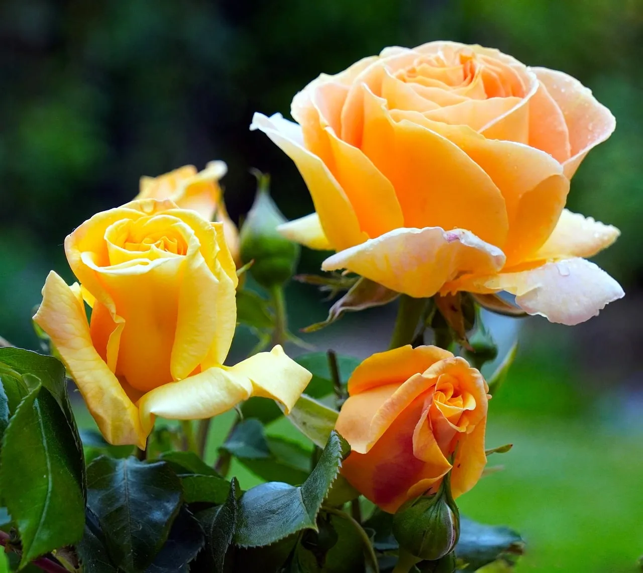Dazzling Yellow Roses: Garden's Sunny Blooming Beauty