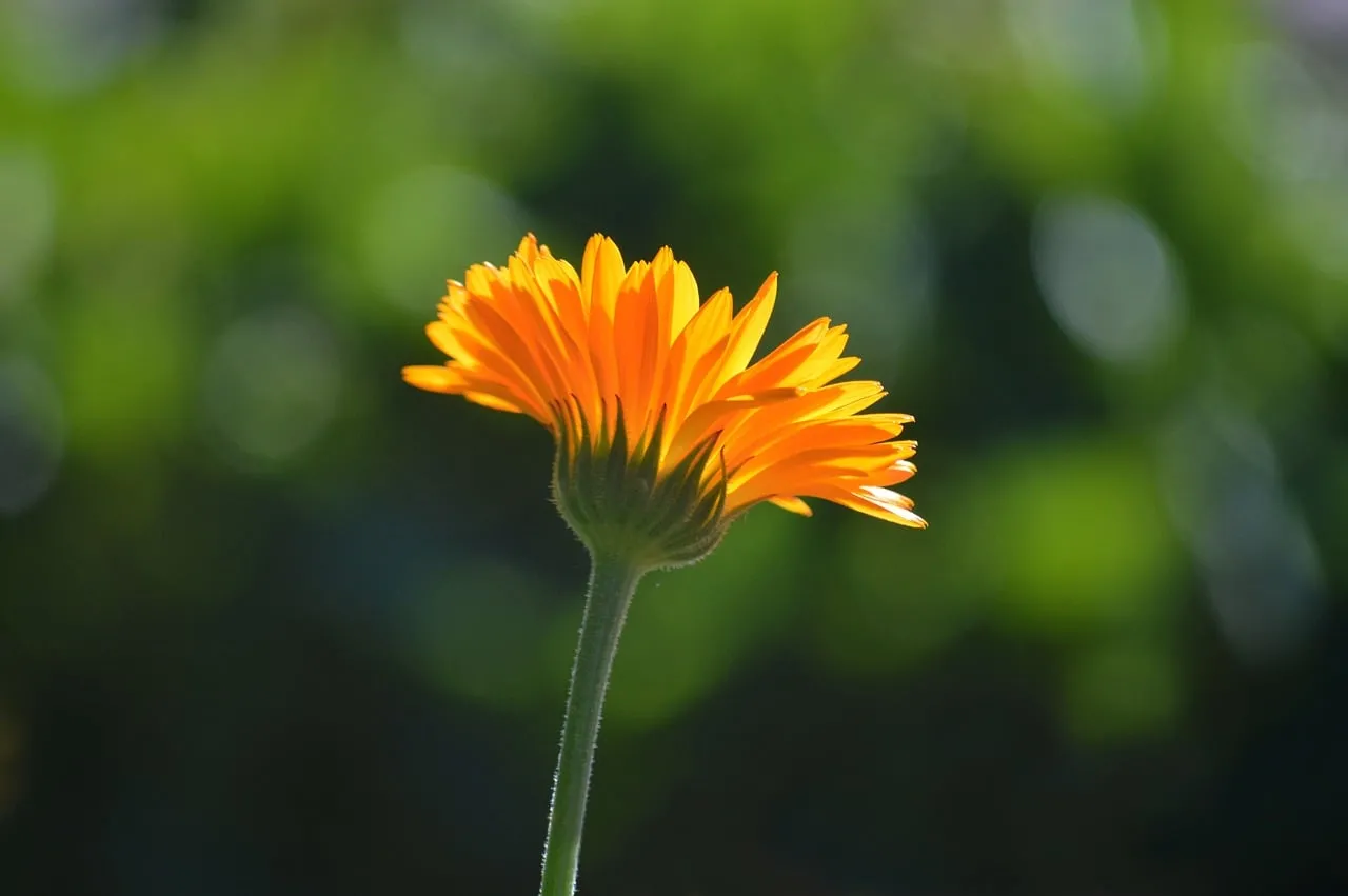 Vibrant Orange Marigold: Sun-Kissed Garden Beauty