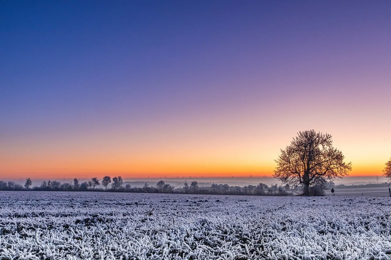 Breathtaking Winter Dawn: Frosty Field & Golden Sunrise