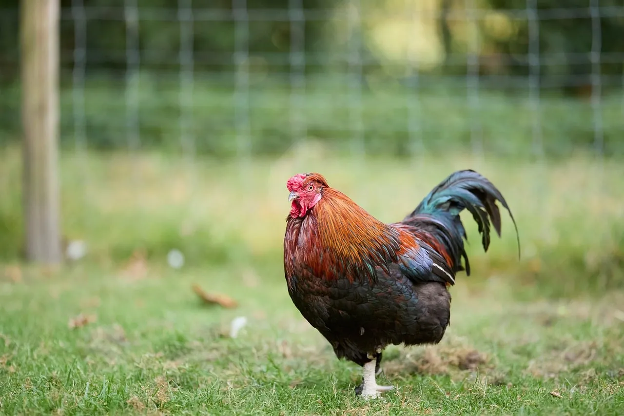 Vibrant Rooster Struts: Colorful Farm Bird in Nature