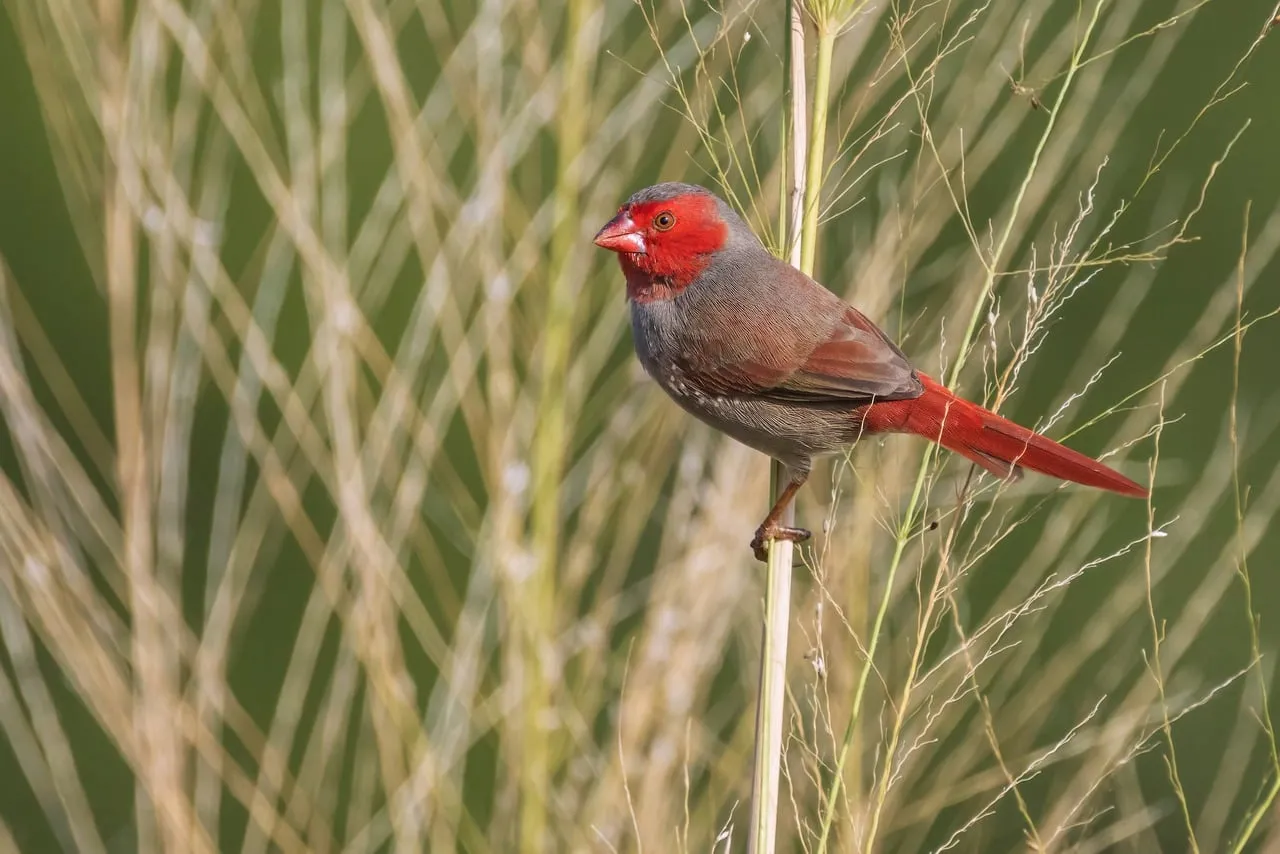 Vibrant Crimson Finch Perched Amidst Australian Grassland