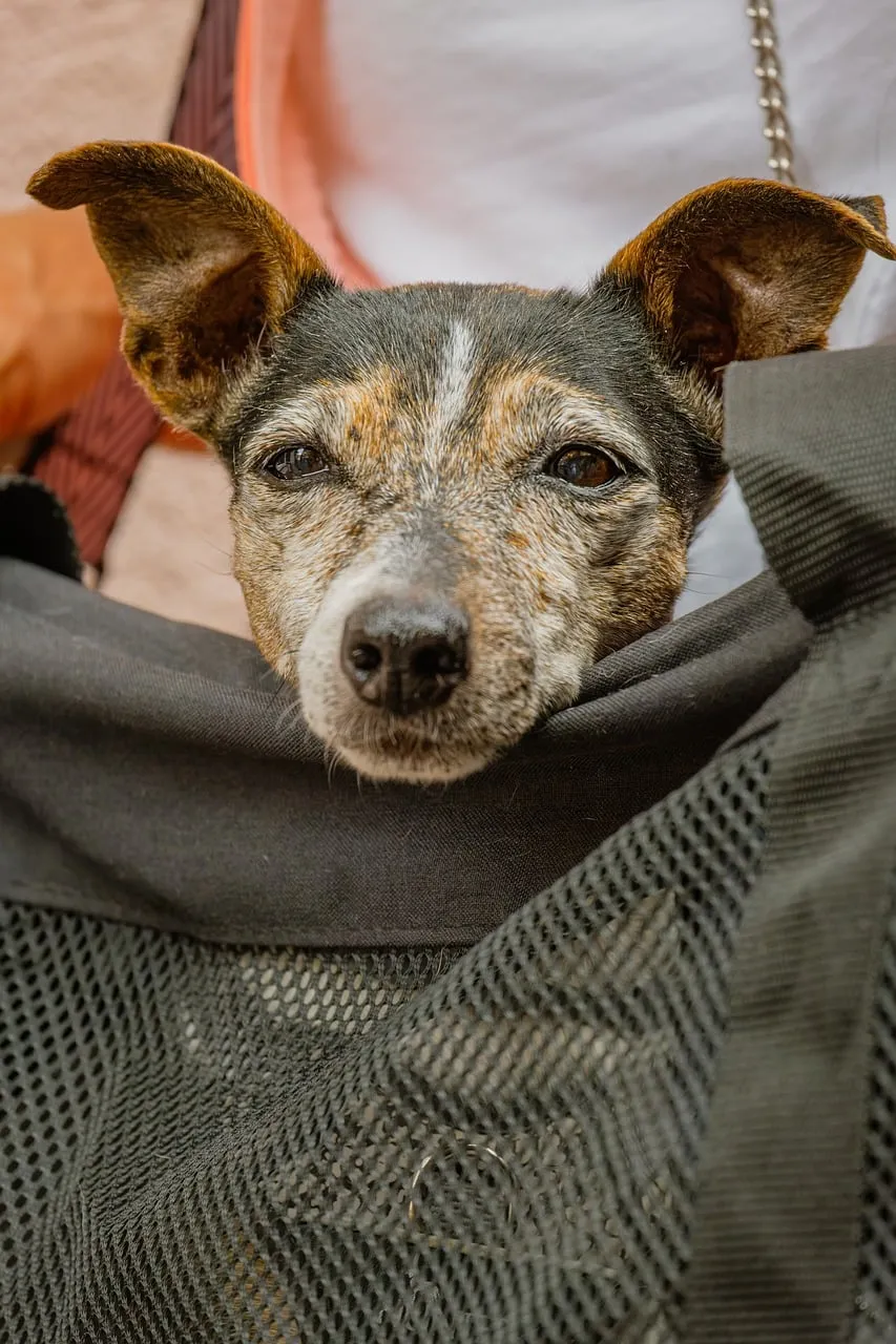 Charming Older Dog Peeks from Cozy Carrier