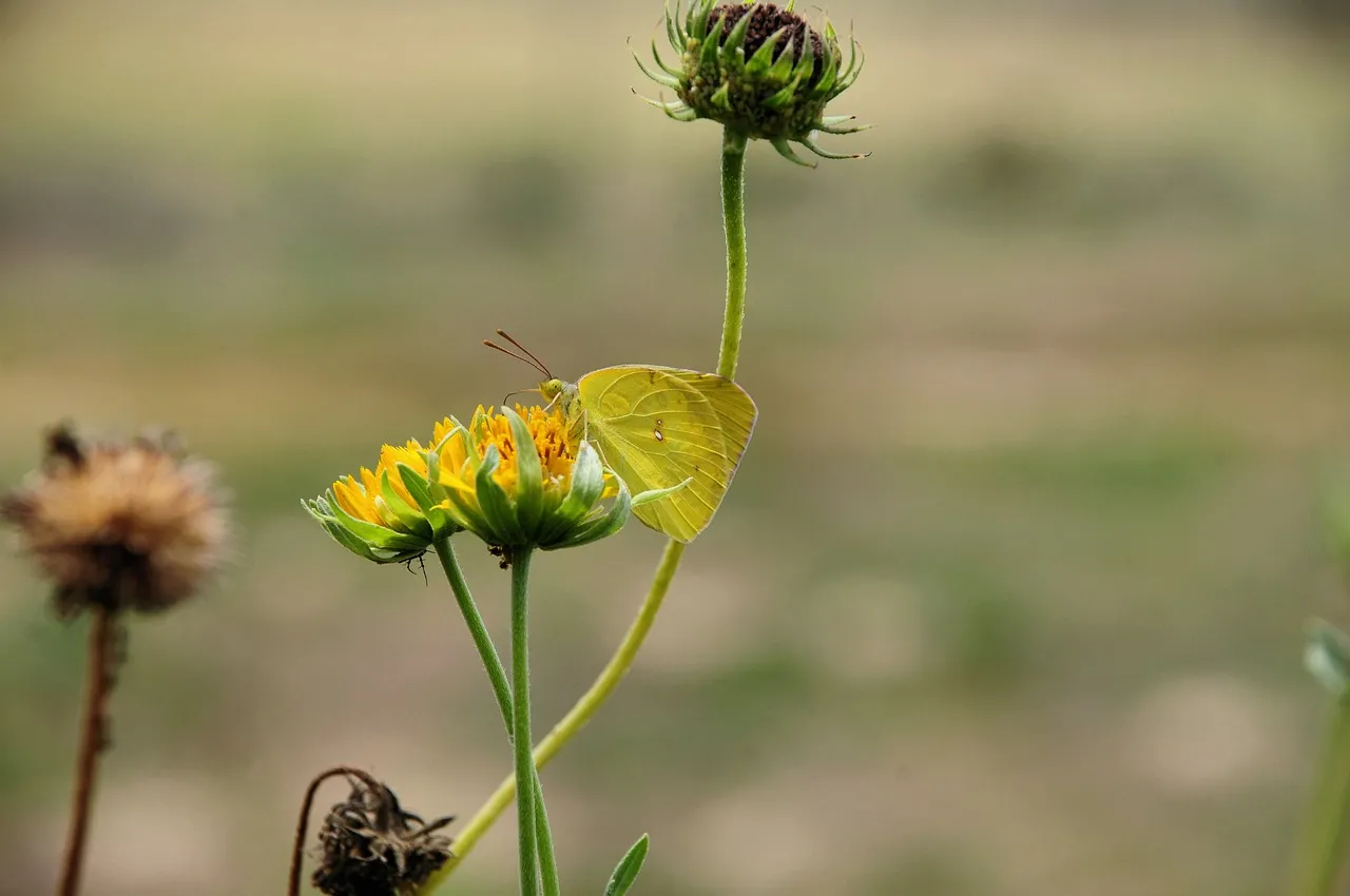 Vibrant Yellow Butterfly: Spring Pollination Macro Magic