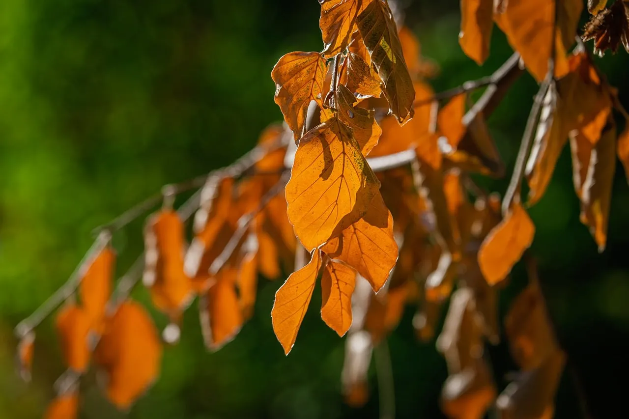 Vibrant Autumn Hues: Close-up of Golden Foliage