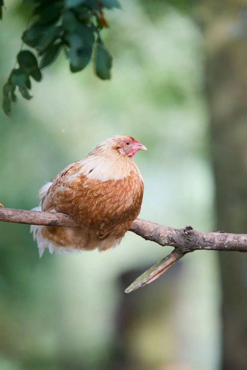 Charming Hen Perched Peacefully on a Branch in Nature's Embrace