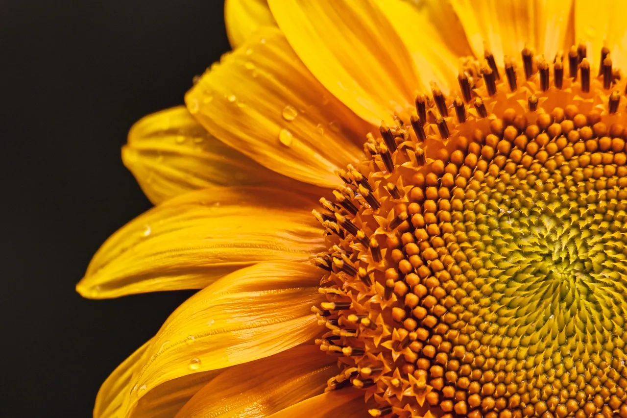 Vibrant Sunflower Close-Up: A Burst of Golden Radiance