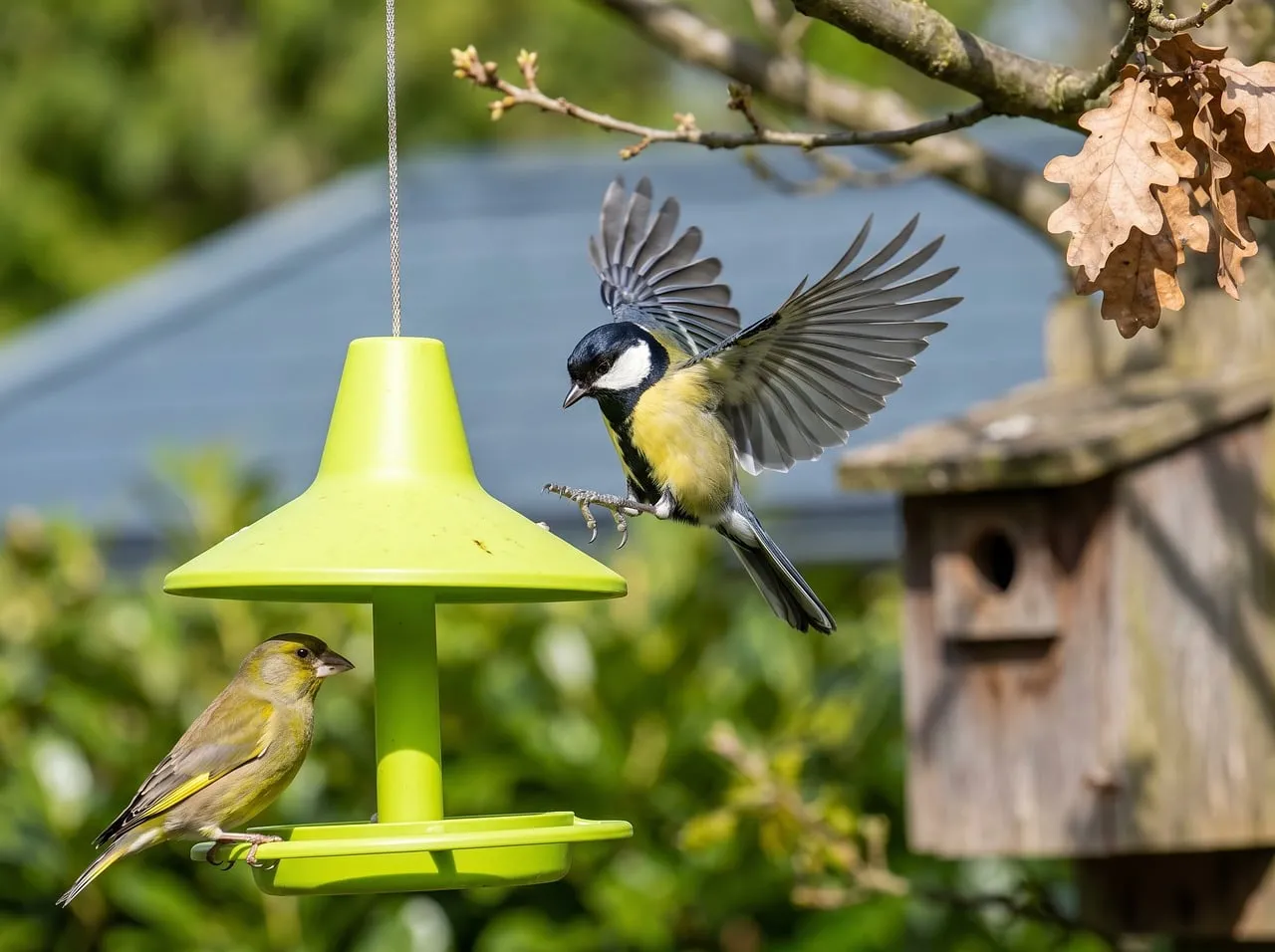 Dynamic Duo: Great Tit's Energetic Arrival at the Feeder