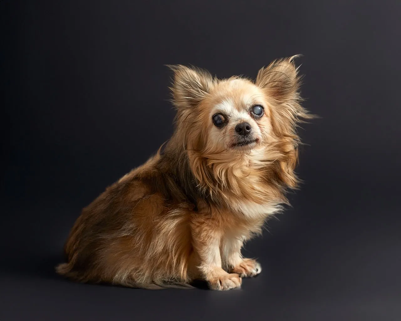 Charming Senior Chihuahua: Loyal Companion Portrait