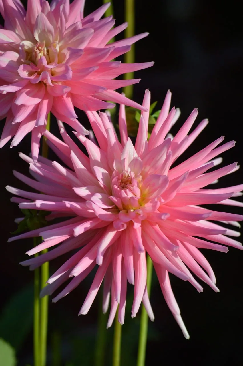 Stunning Pink Dahlia: A Garden's Summer Delight
