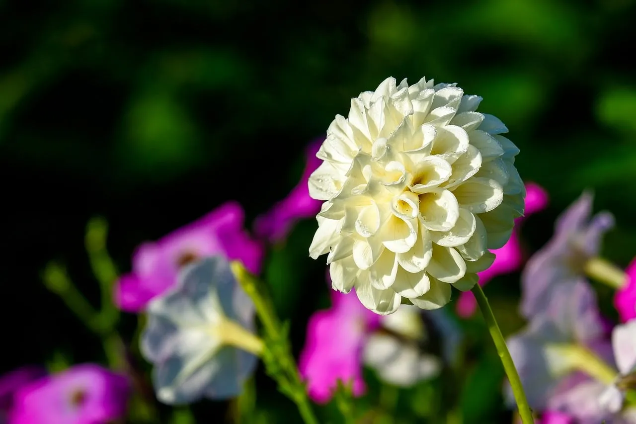Stunning White Dahlia: A Summer Garden's Delicate Beauty