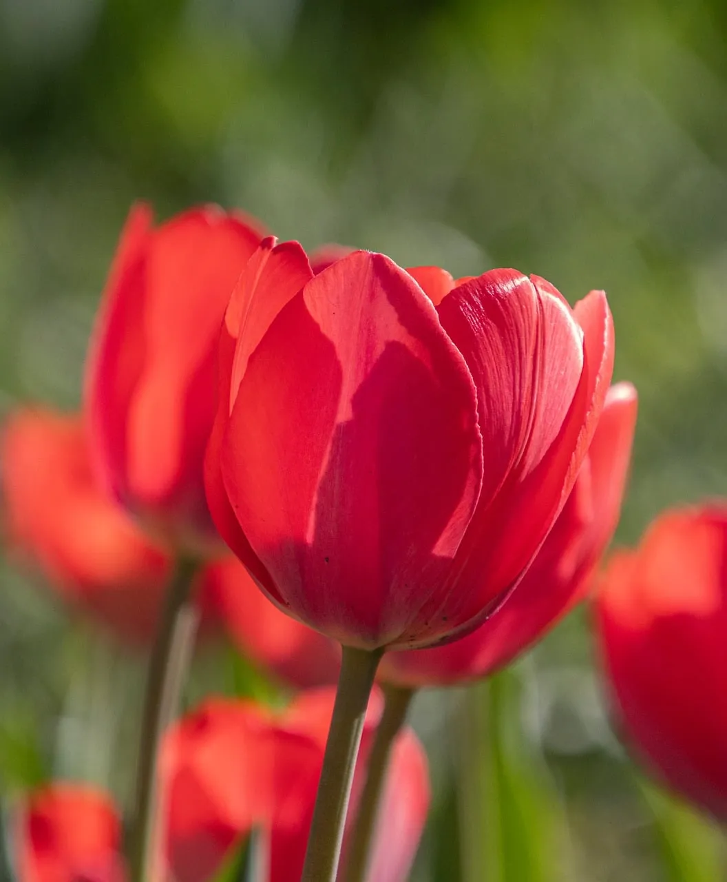 Vibrant Red Tulips: Spring's Radiant Floral Embrace
