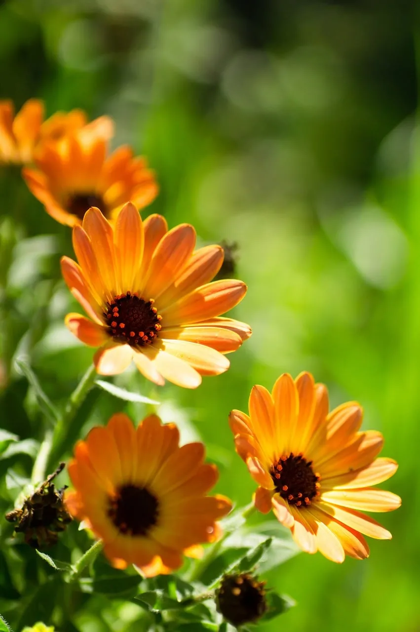 Vibrant Orange Blossoms in Sun-Kissed Garden
