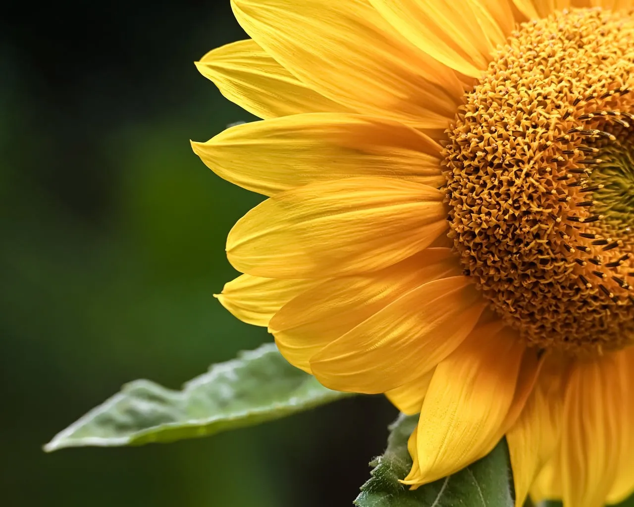 Radiant Sunflower Macro: Vibrant Yellow Petals in Detail