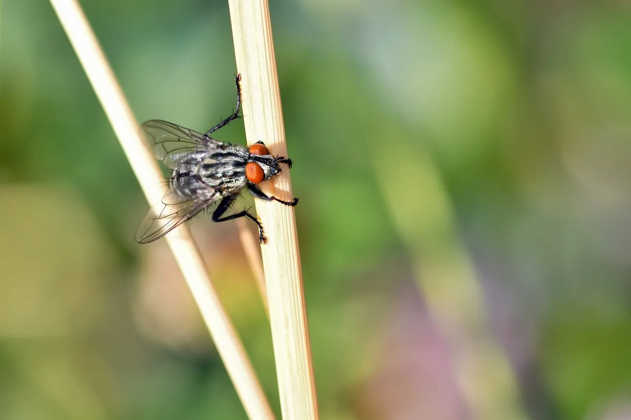 Intricate Macro: Sharp Fly on Stalks