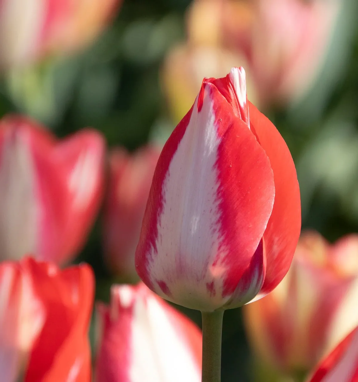 Vibrant Red and White Tulip Unfurling in Spring Sunlight