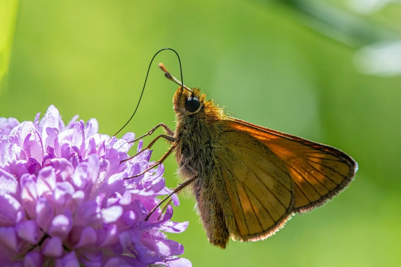 Vibrant Macro: Skipper Butterfly on Purple Flower
