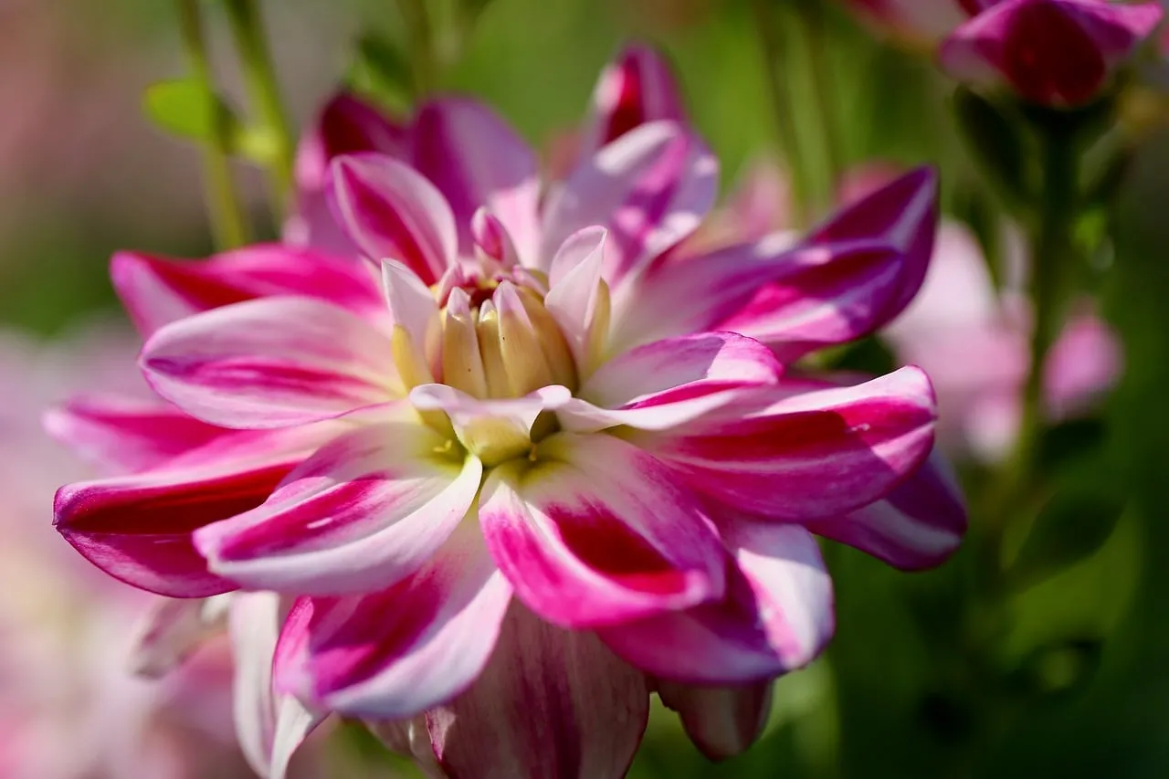 Vibrant Dahlia Blooms: A Macro Symphony of Pink and White in Summer