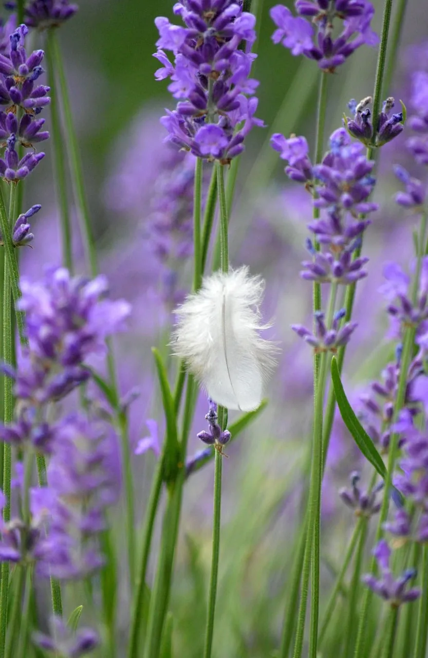 Delicate Lavender Field with a Weightless Feather