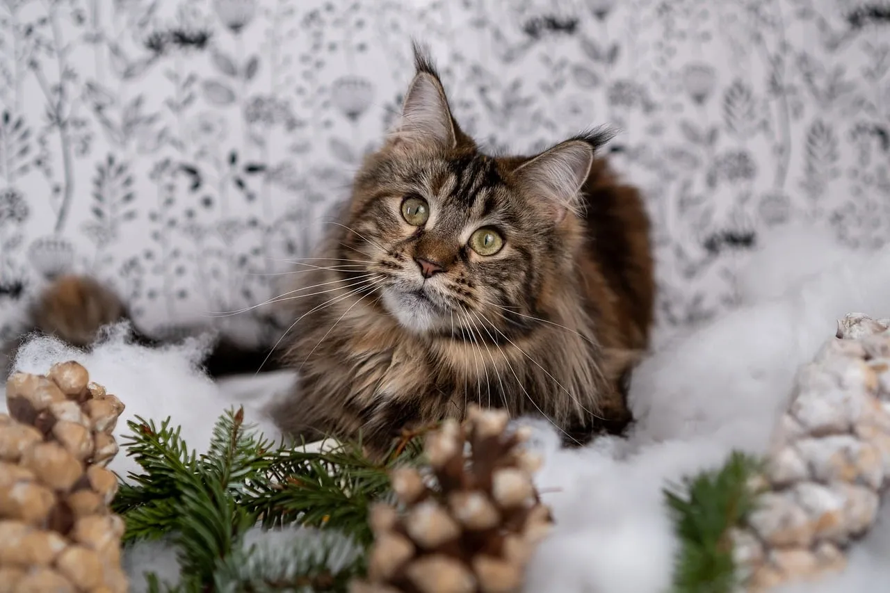 Enchanting Maine Coon: Winter Kitty Portrait