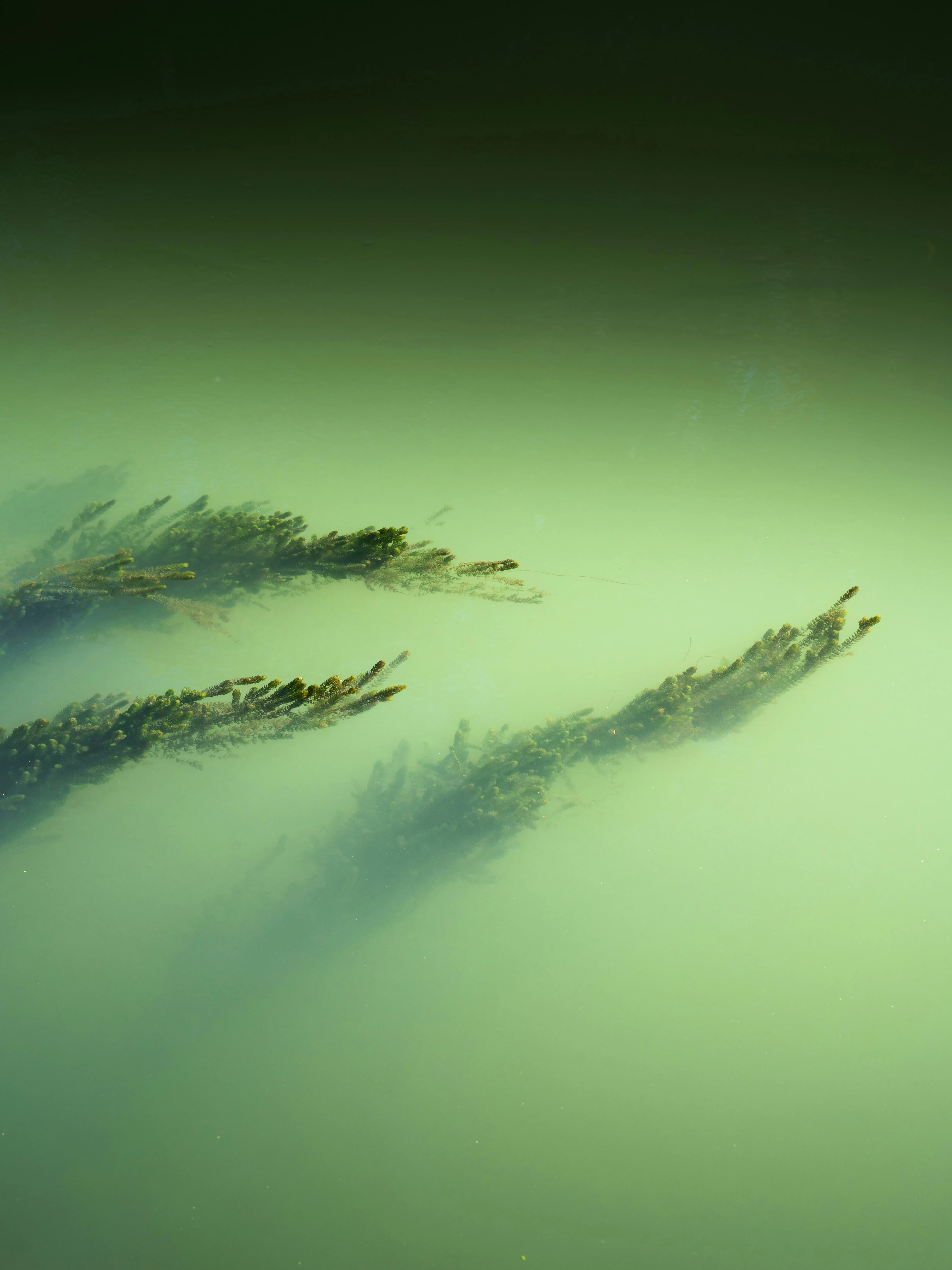 Ethereal Depths: Underwater Plants in Murky Green Waters