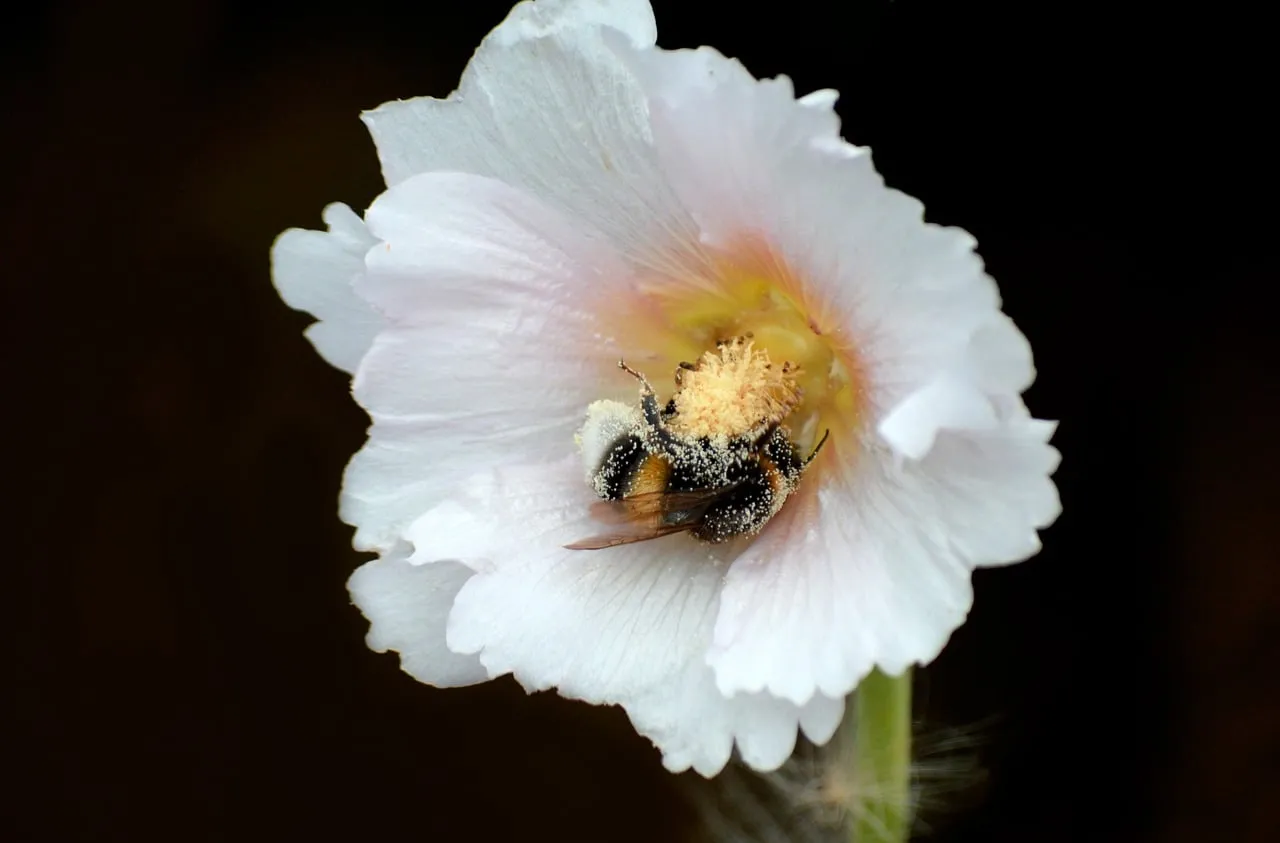 Macro Magic: Bee Foraging on Delicate White Hollyhock