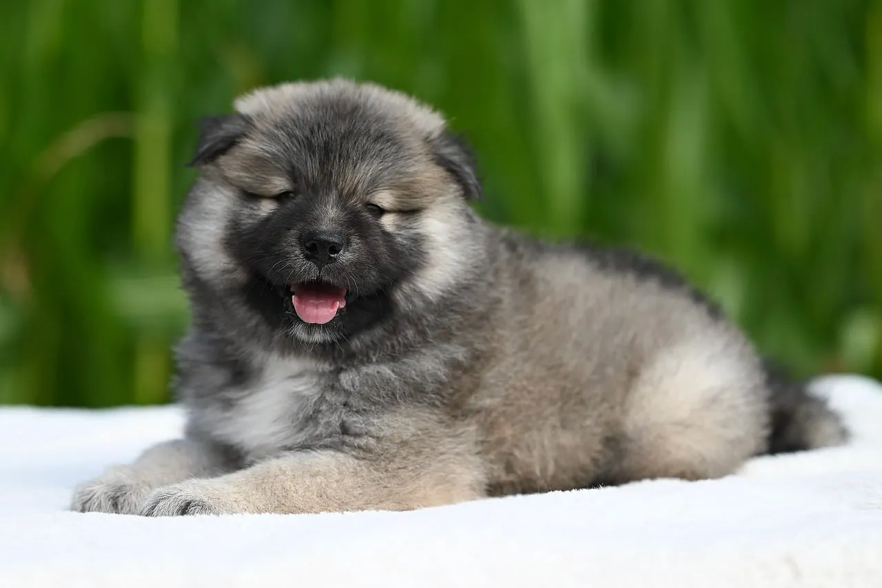 Adorably Fluffy Eurasier Puppy Relaxing Outdoors