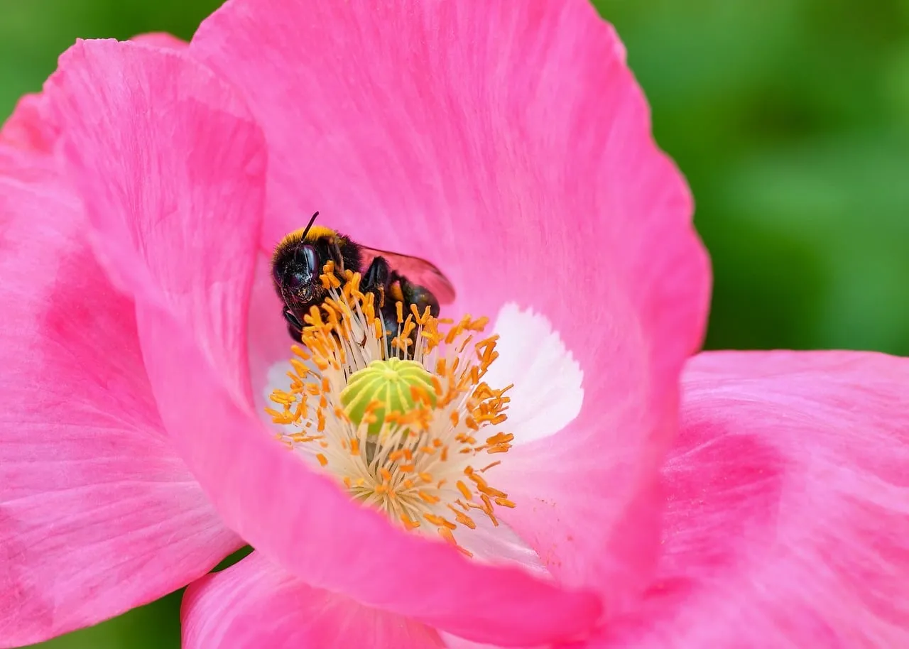 Vibrant Pink: Bumblebee's Macro World in a Poppy
