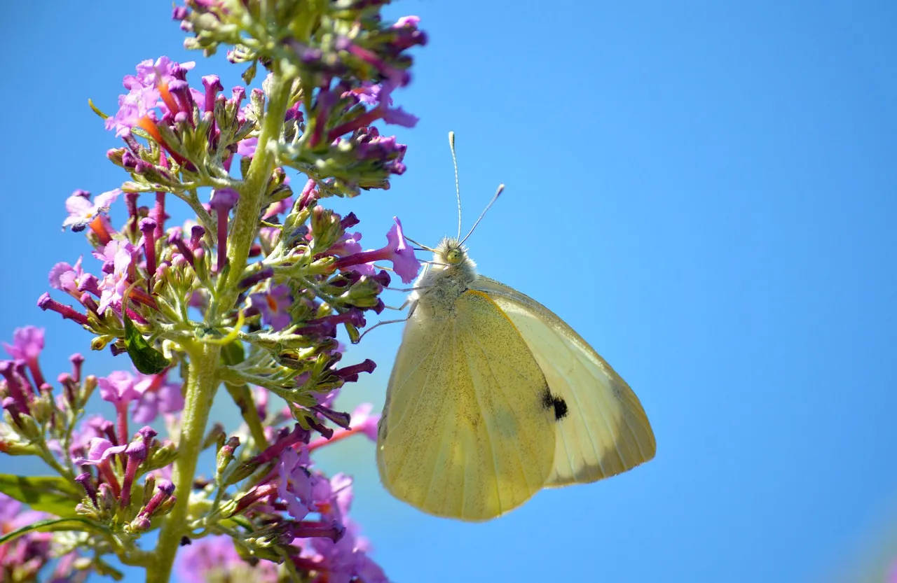 Vibrant Butterfly Bush: Little Cabbage White Against Blue Sky
