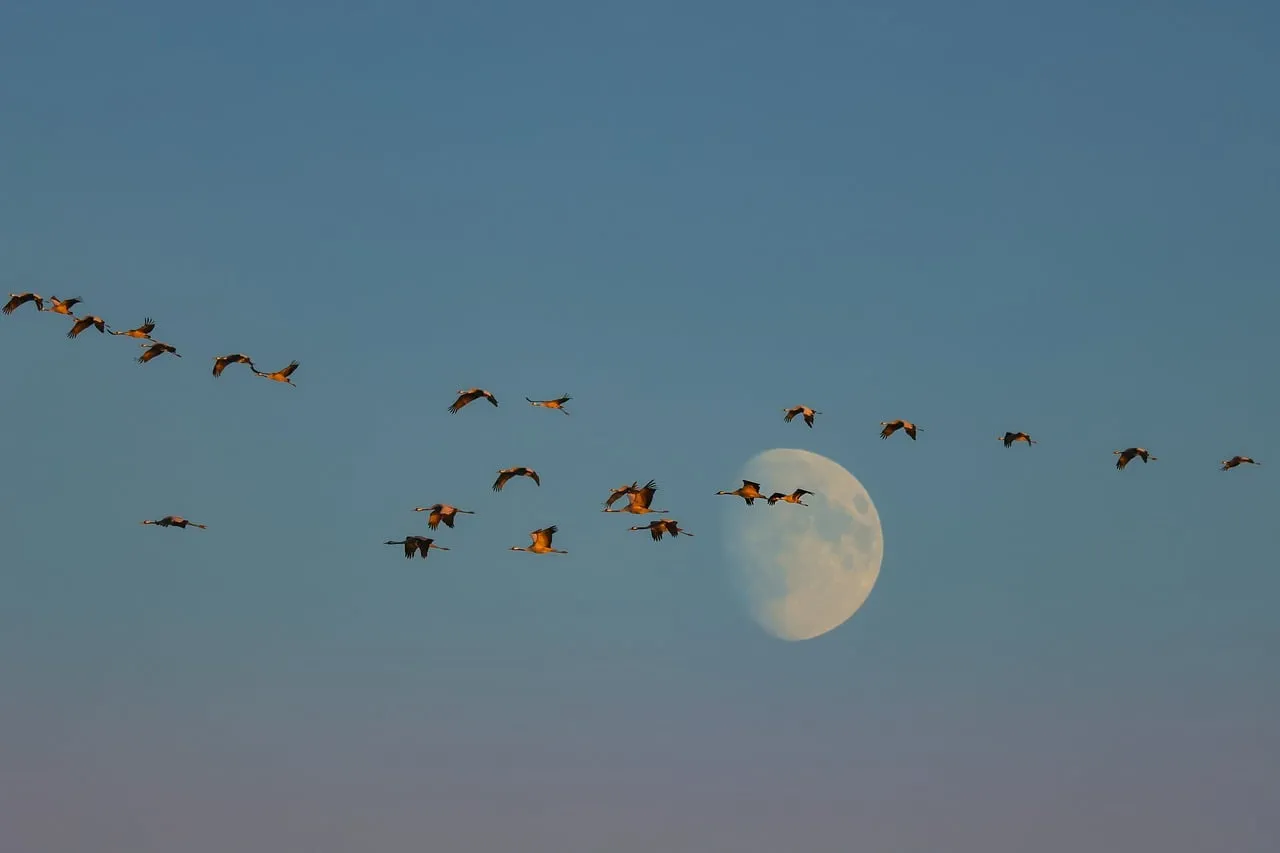 Enchanting Moonlit Flight: Birds Soaring at Dusk