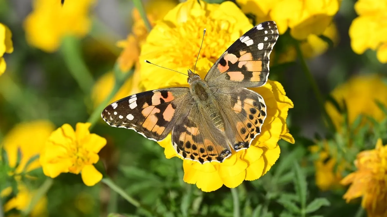 Vibrant Painted Lady Butterfly on Bright Yellow Marigold