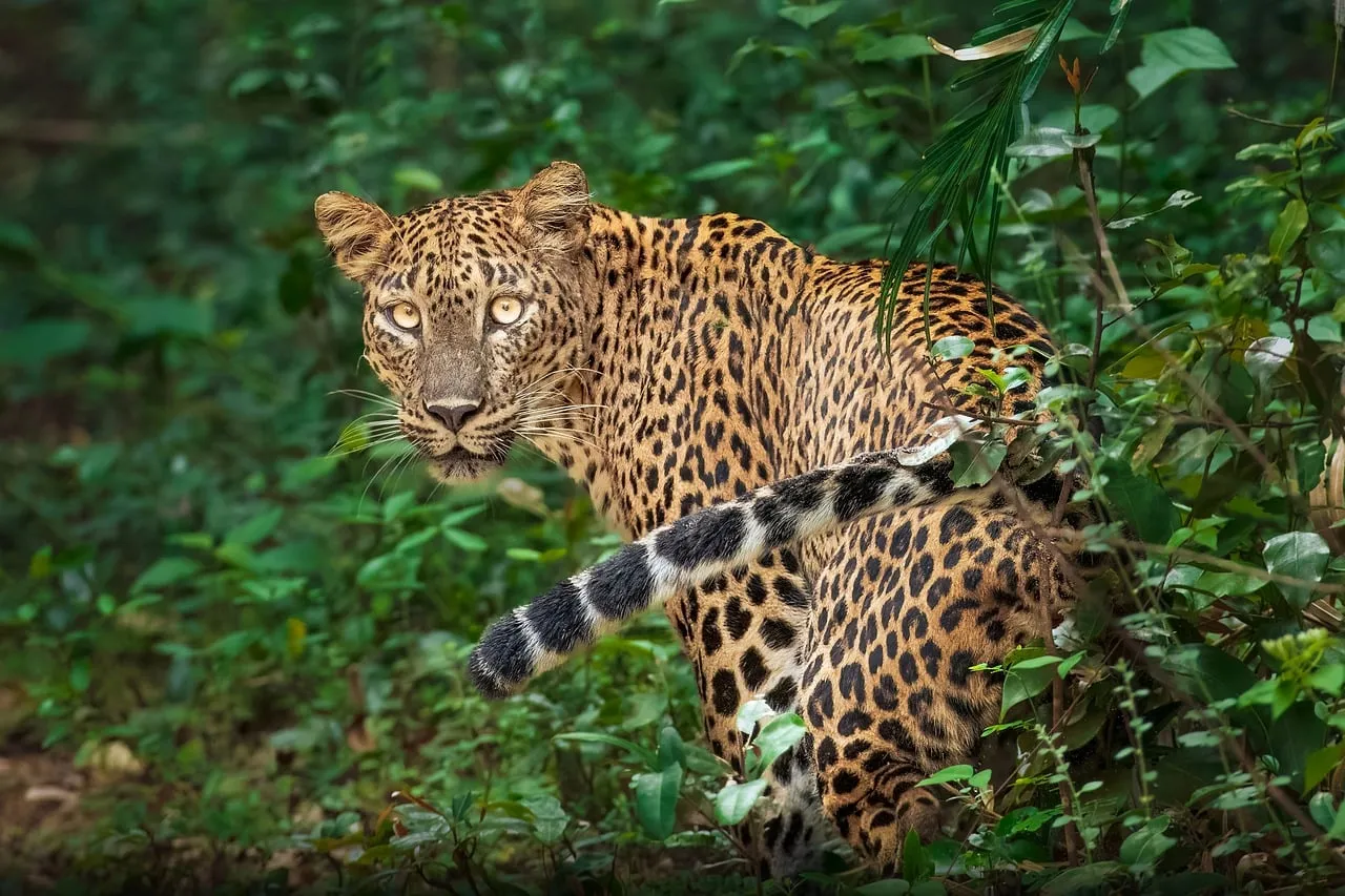 Mesmerizing Gaze: Leopard's Jungle Stealth Unveiled