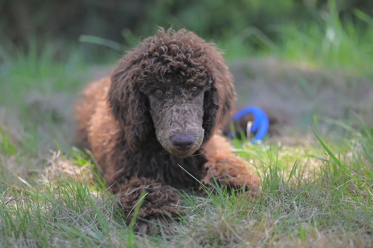 Charming Chocolate Poodle: Royal Aurelio's Grassy Gaze