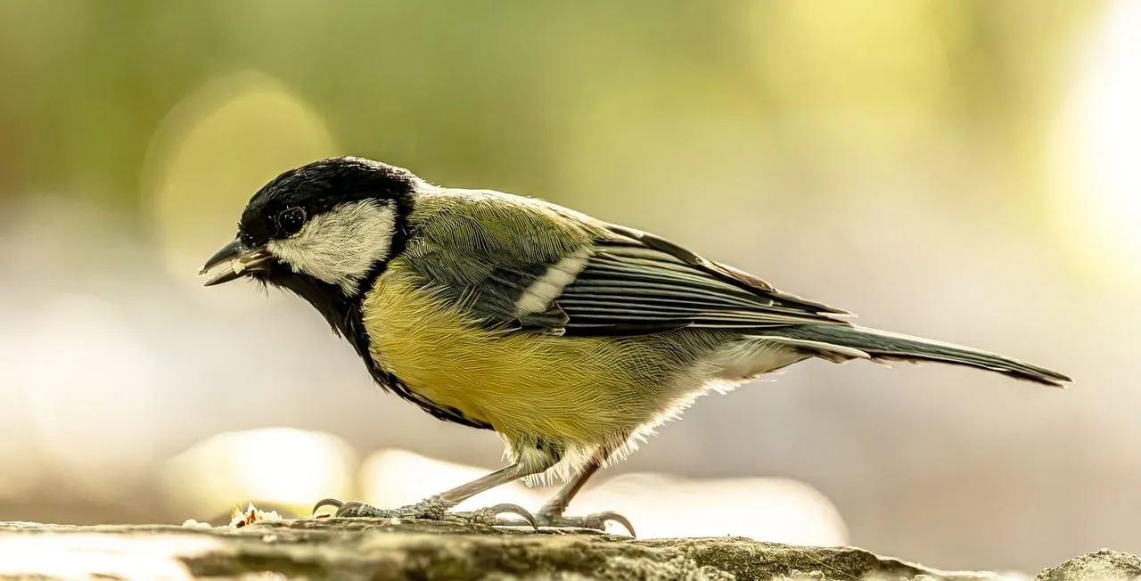 Vibrant Great Tit: Nature's Jewel in Stunning Detail