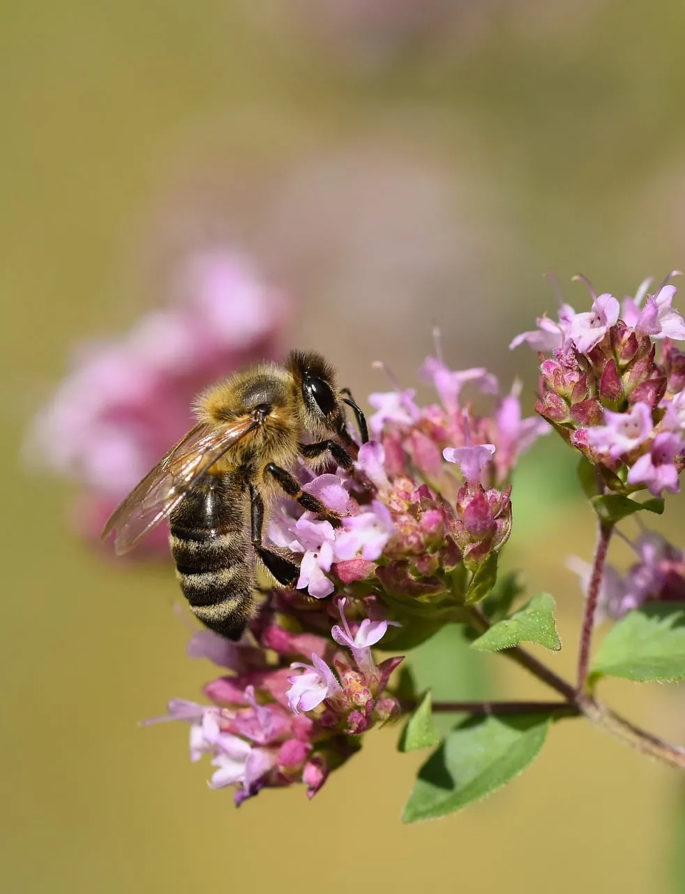 Vibrant Macro: Honey Bee Pollinating Wildflowers