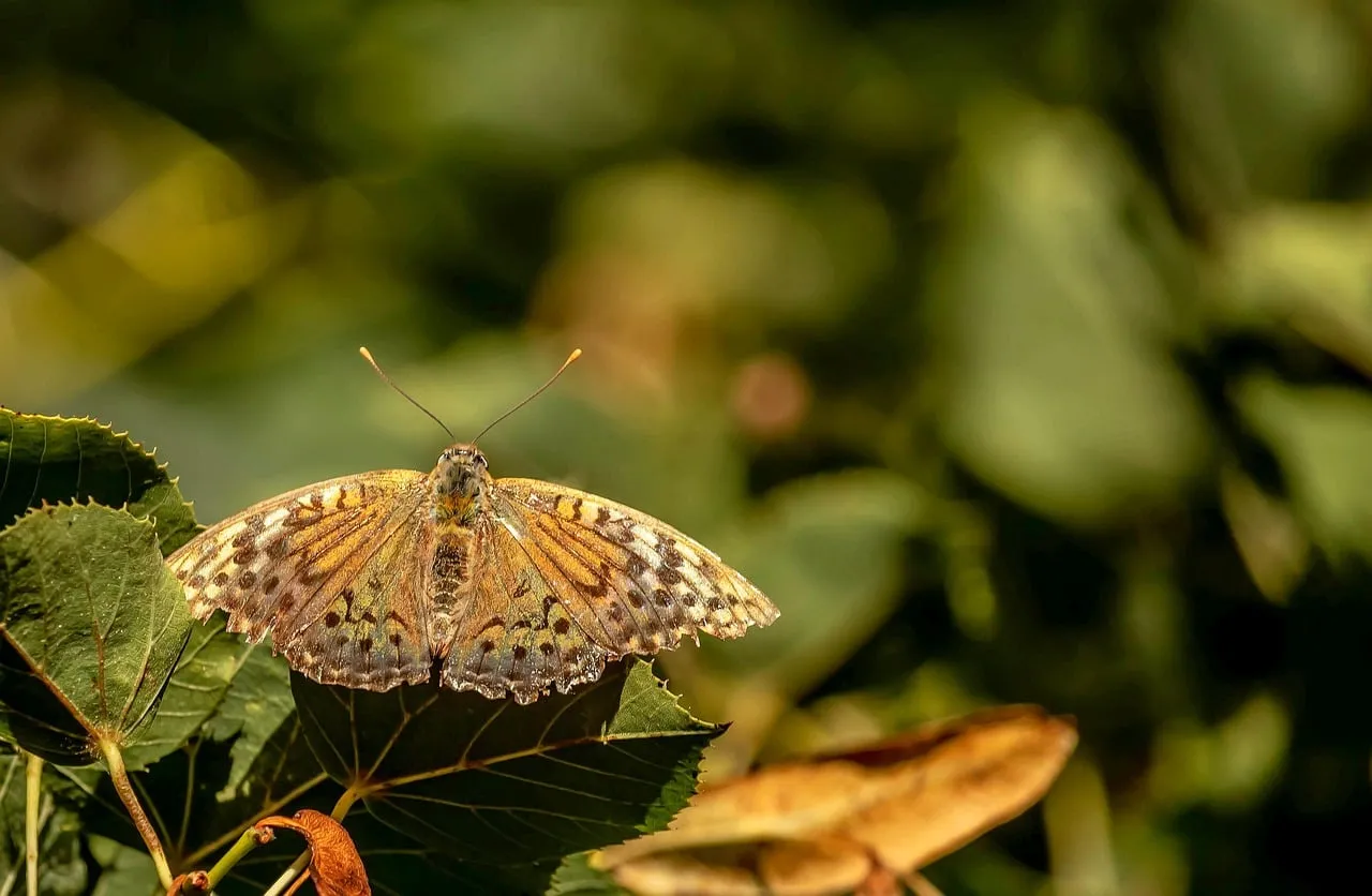 Stunning Pearl Moth: Nature's Delicate HD Wallpaper